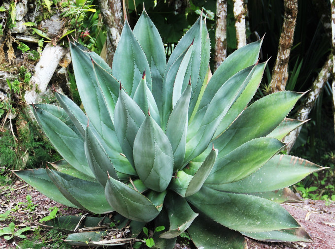 Rostlina Aloe Vera